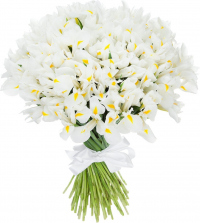 Белые ирисы Белые ирисы